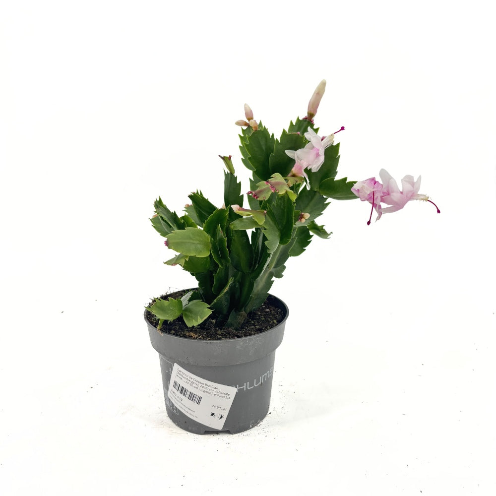 Коледен кактус Schlumbergera – декоративно стайно растение с бели цветове, 20–30 см