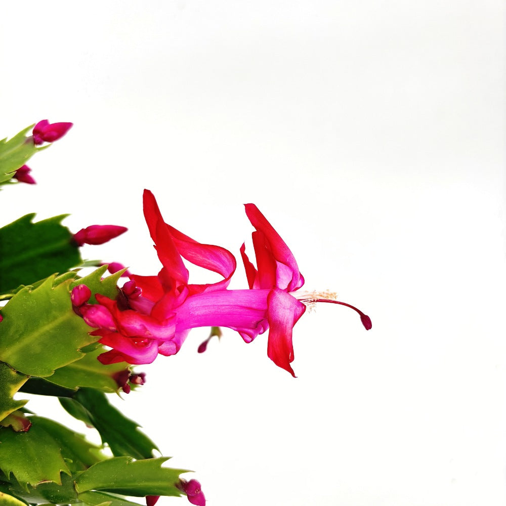 Коледен кактус (Schlumbergera) – декоративно стайно растение с розови цветя през зимата, 20–30 см