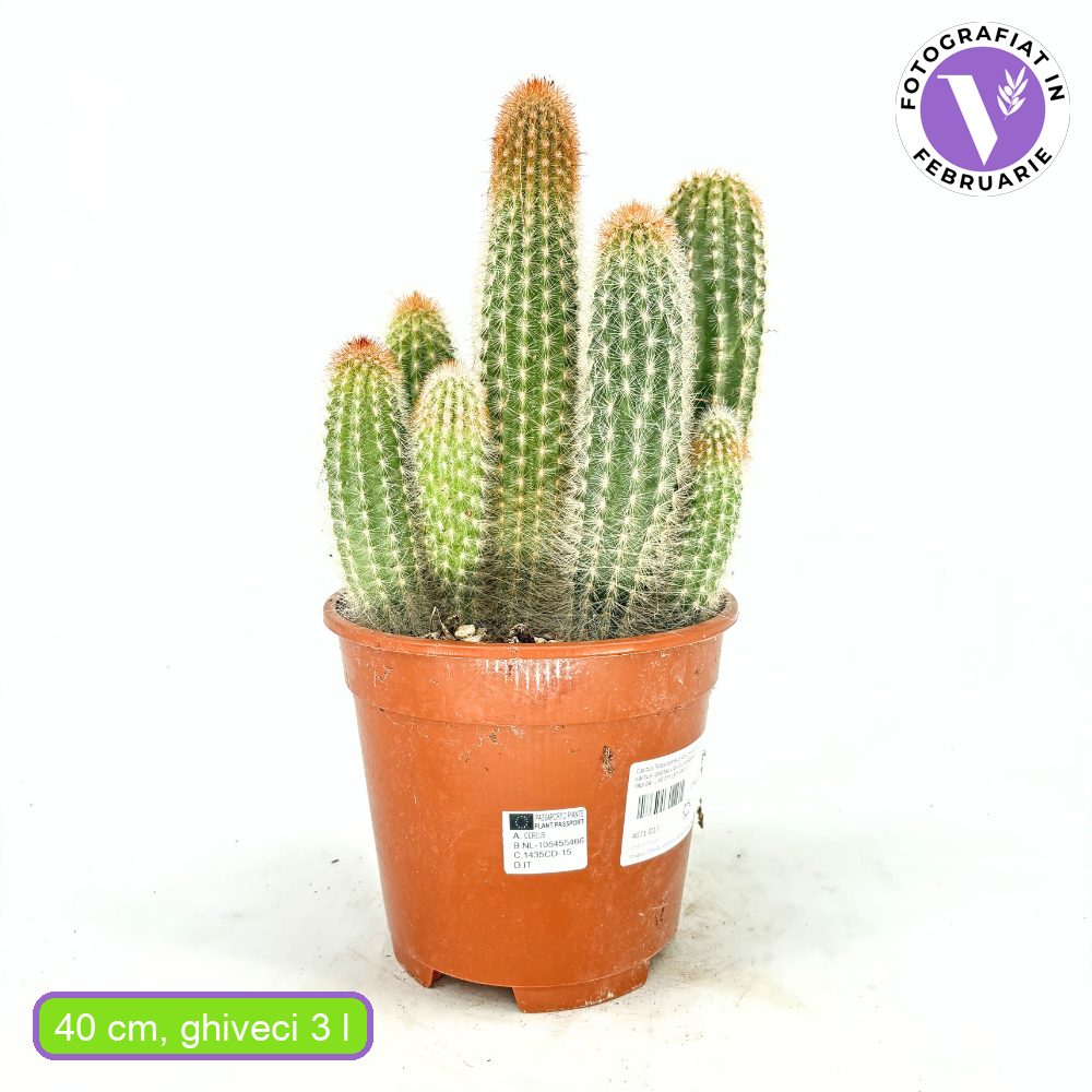 Кактус Pilosocereus Gounellei – син колонен кактус за интериор, 40 см