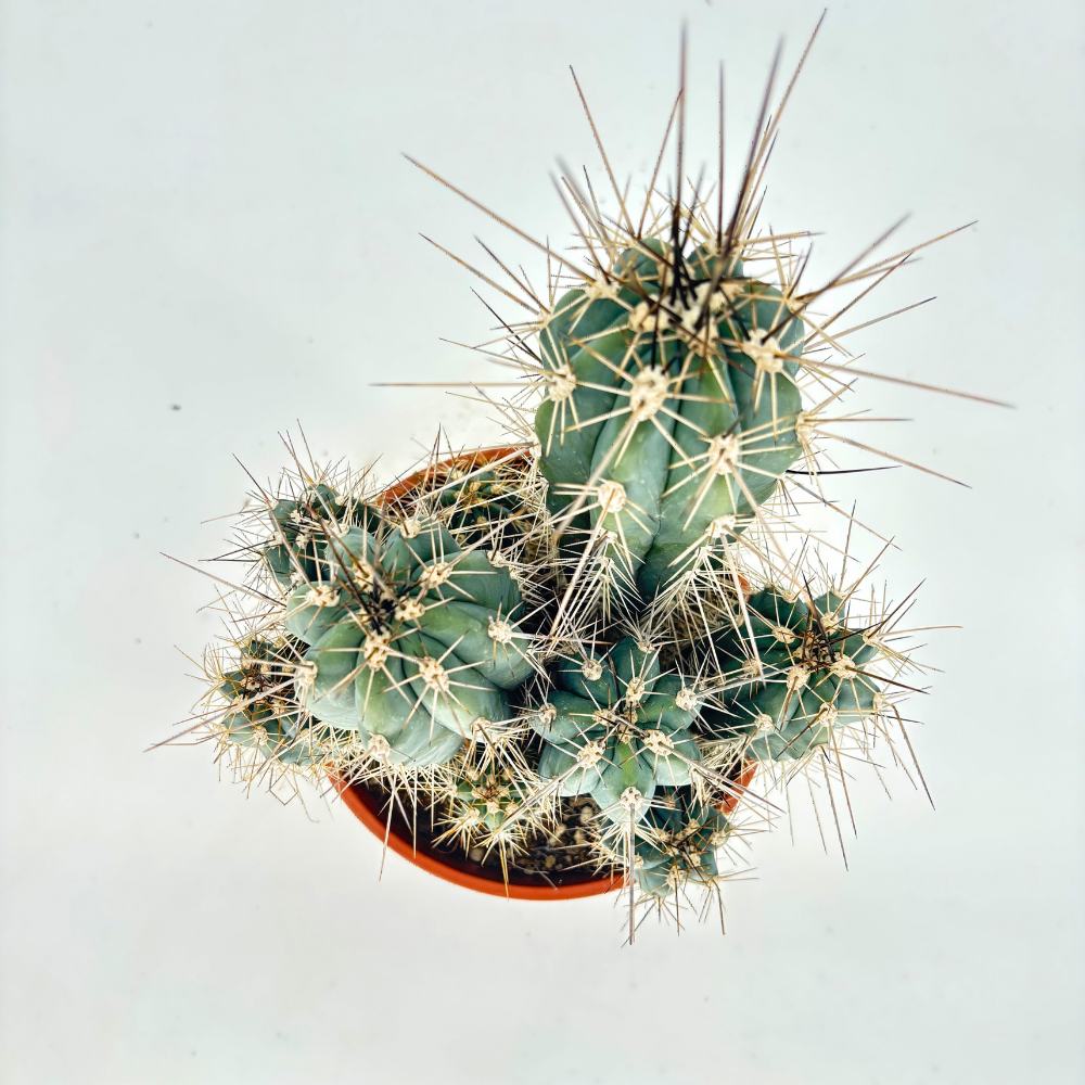 Кактус Cereus peruvianus 'Florida' – компактен колонен кактус за интериор, 40 см