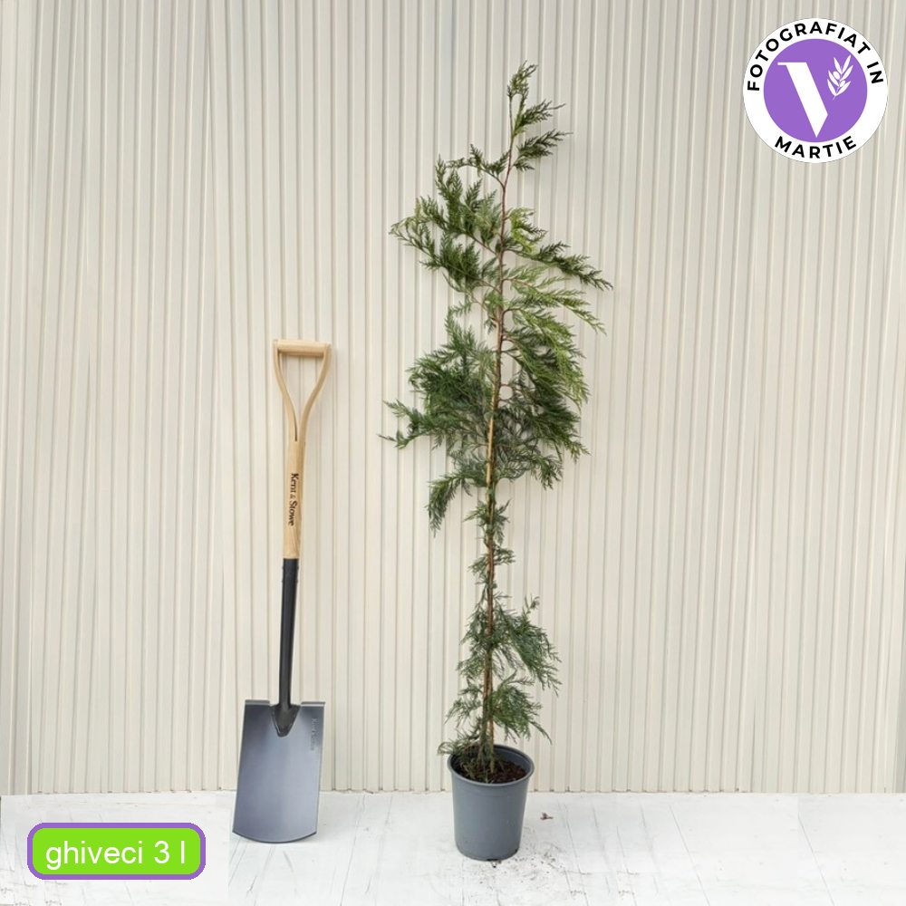 Кипарис Leylandii, бързорастящ вечнозелен жив плет, изключително устойчив иглолистен