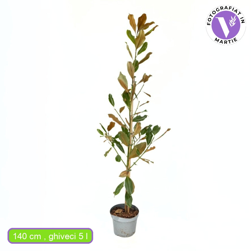 Магнолия Grandiflora 'Purpan' – вечнозелено дърво с едри ароматни бели цветове