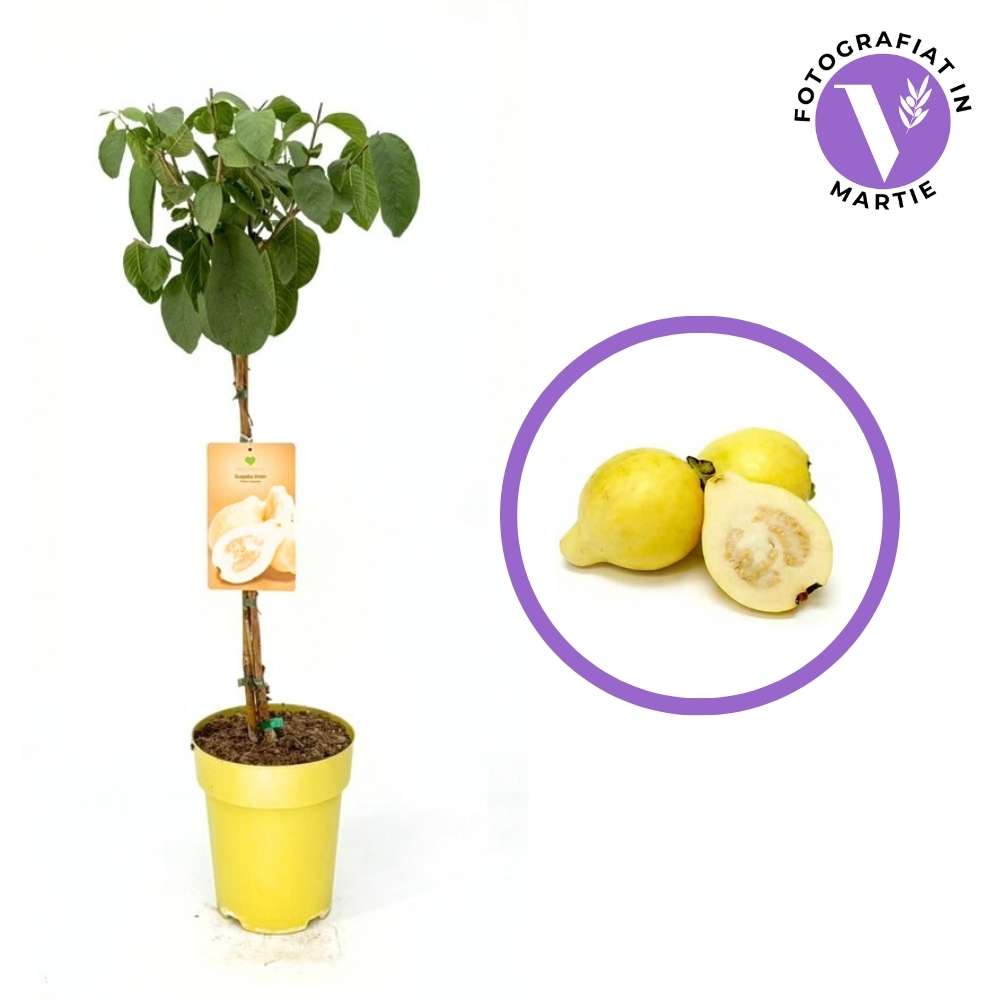 Лимонова гуава (Psidium guajava), в саксия, екзотично растение с сладко-кисели тропически плодове с наситен аромат