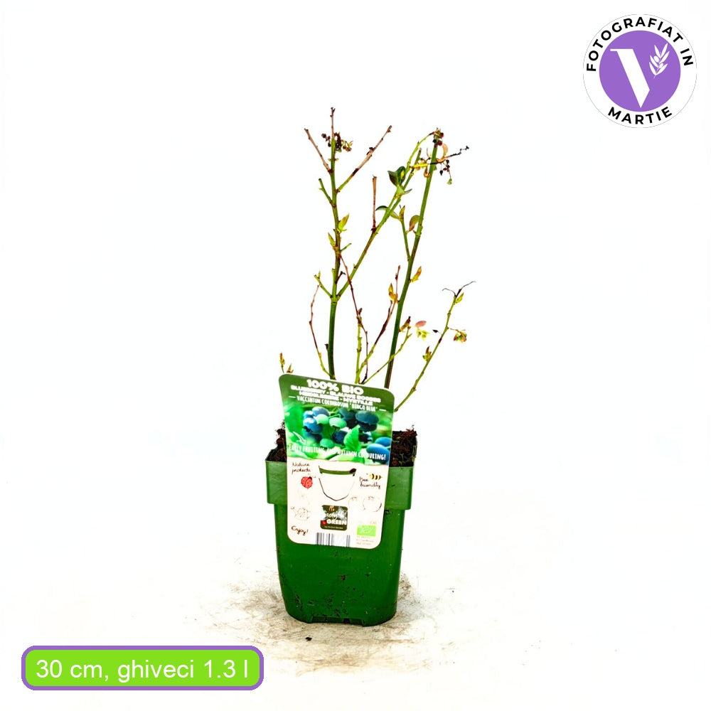 Боровинка Bingo Blue (Vaccinium corymbosum), компактен американски сорт със сладки сини плодове, подходяща за градина и саксия