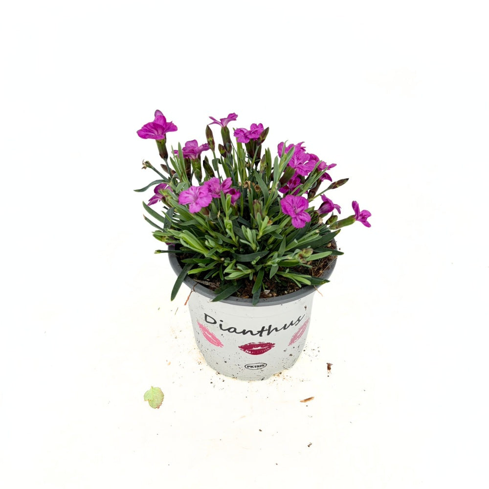 Карамфил (Dianthus) 'Picture Perfect' – ароматно многогодишно с двуцветни розови цветове