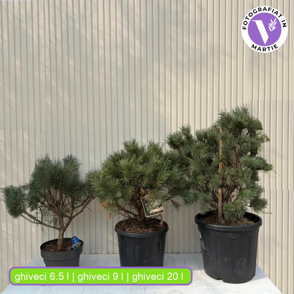 Шотландски бор Watereri дърво (Pinus Sylvestris), декоративен с компактна корона и бавен растеж, идеален солитер