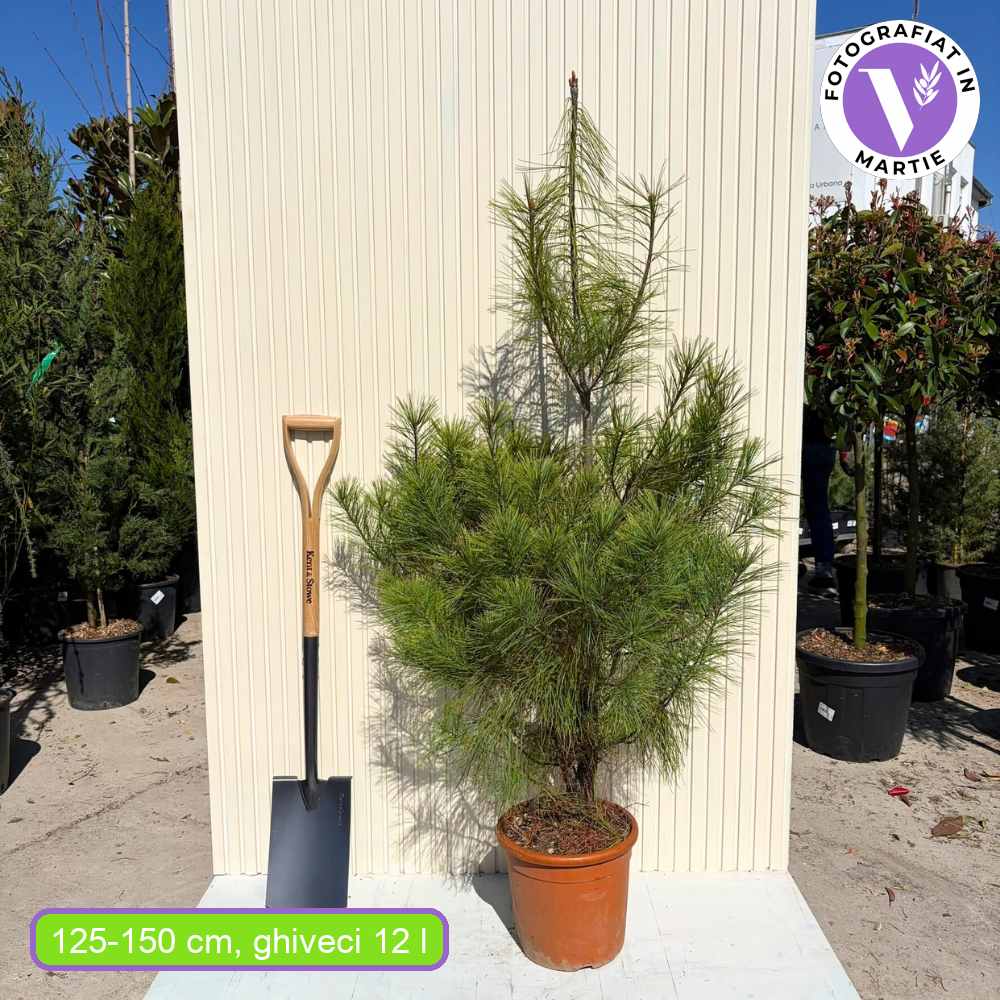 Хималайски бор (Pinus Wallichiana), елегантен иглолистен с дълги сини иглички, устойчив, декоративен, за големи градини