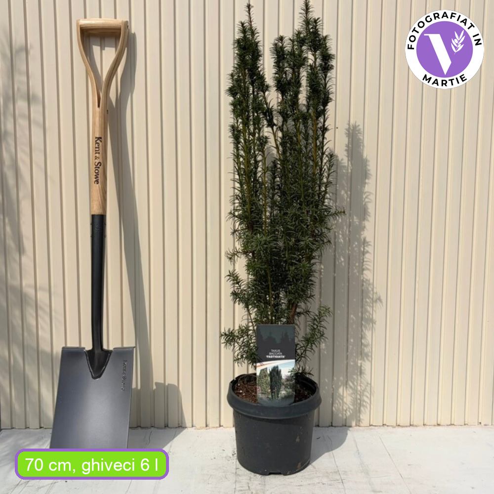 Тис – класическа вечнозелена жива ограда (Taxus baccata)