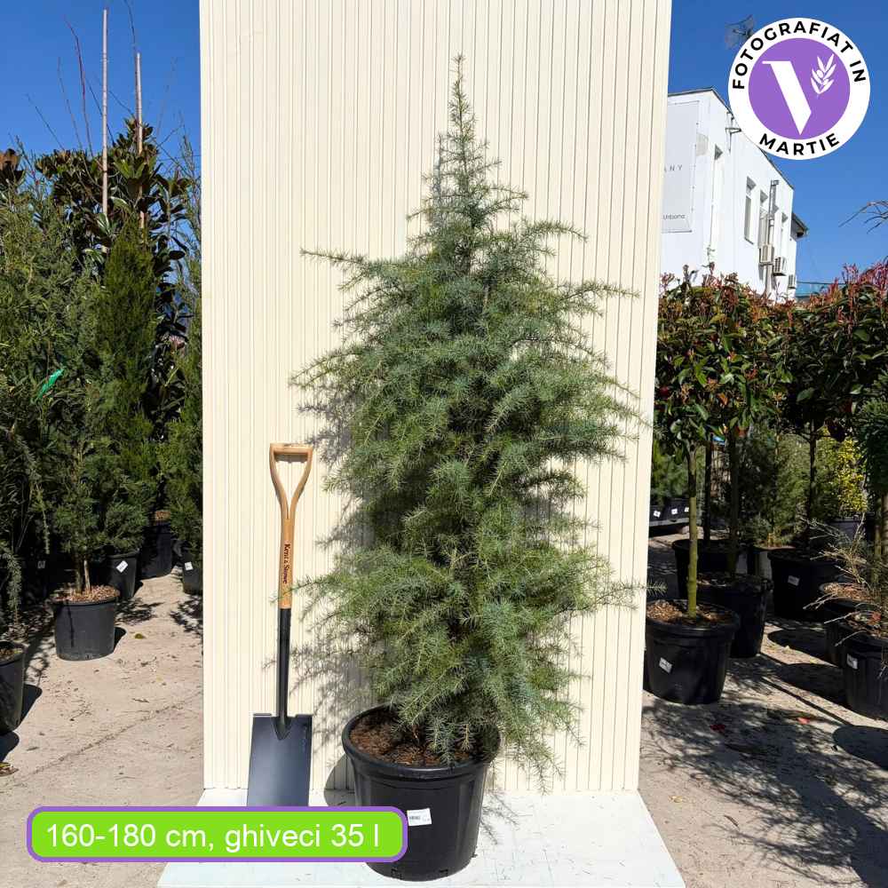 Хималайски кедър (Cedrus Deodara), със зелено-сребриста окраска и декоративни шишарки