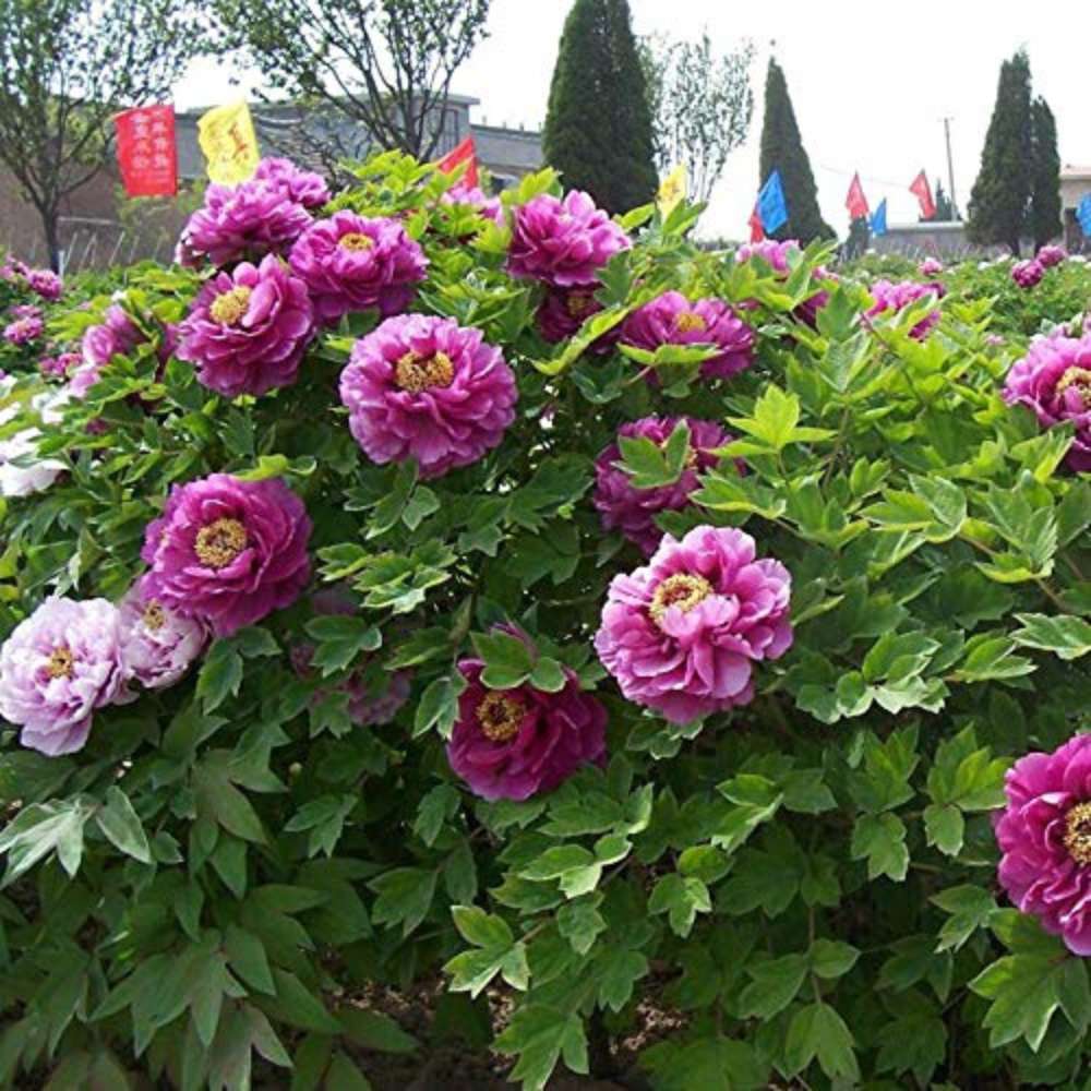Божур дърво (Paeonia suffruticosa) с люляковорозови цветове – зашеметяващ цъфтеж и деликатен аромат