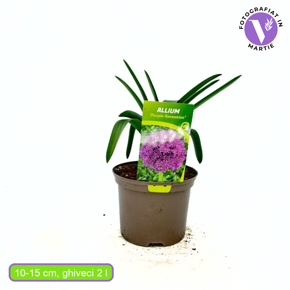 Луковици декоративен лук (Allium) Purple Sensation, с големи сферични виолетови цветове, бърз растеж, едногодишно