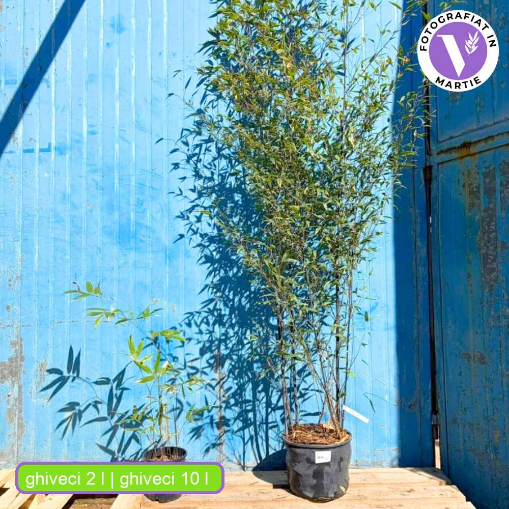 Черен бамбук (Phyllostachys nigra) – черни стъбла, студоустойчив, за жив плет и тераси