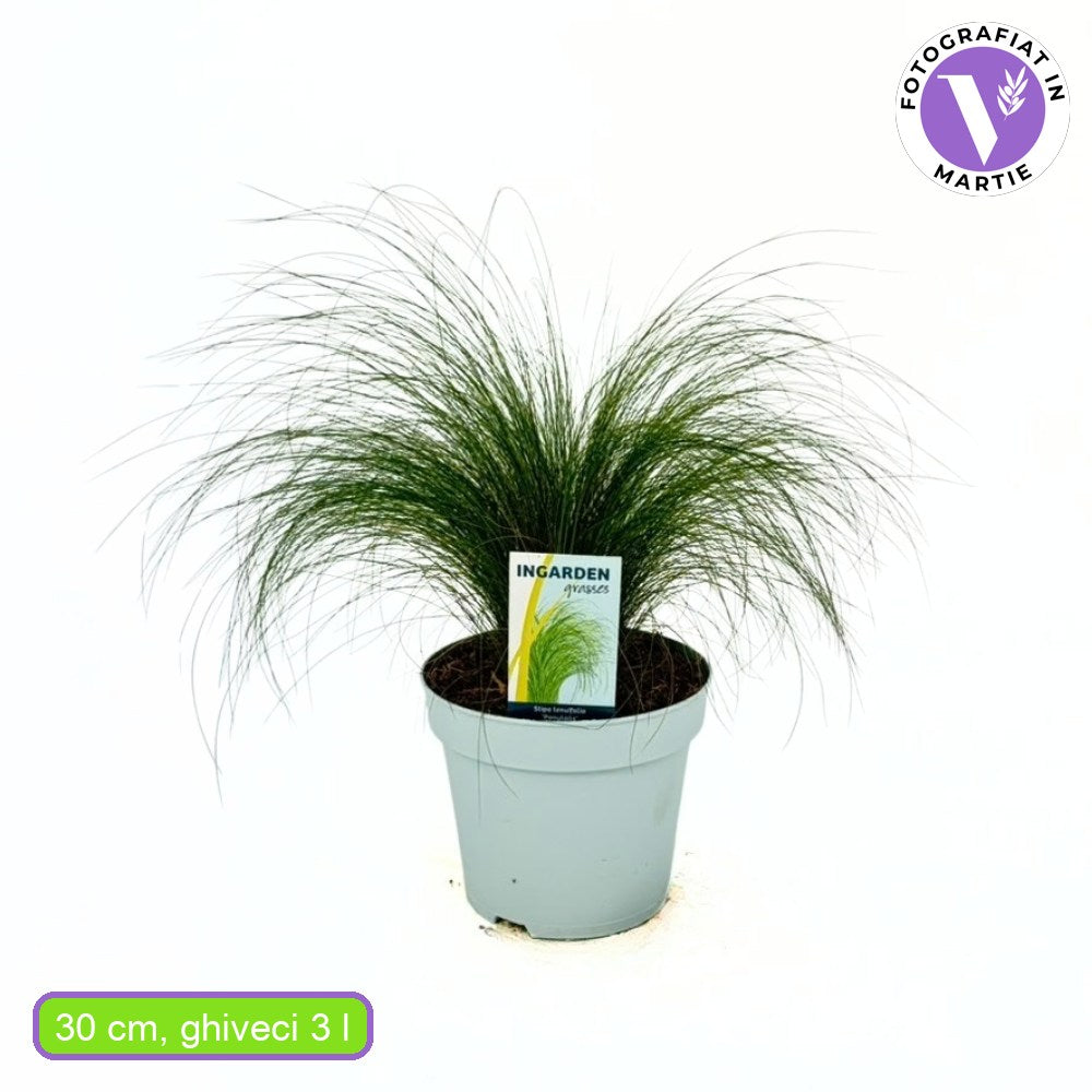 Декоративна трева опашка от пони (Stipa Tenuissima Pony Tails)