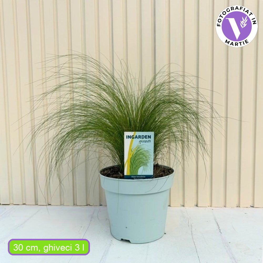 Декоративна трева опашка от пони (Stipa Tenuissima Pony Tails)