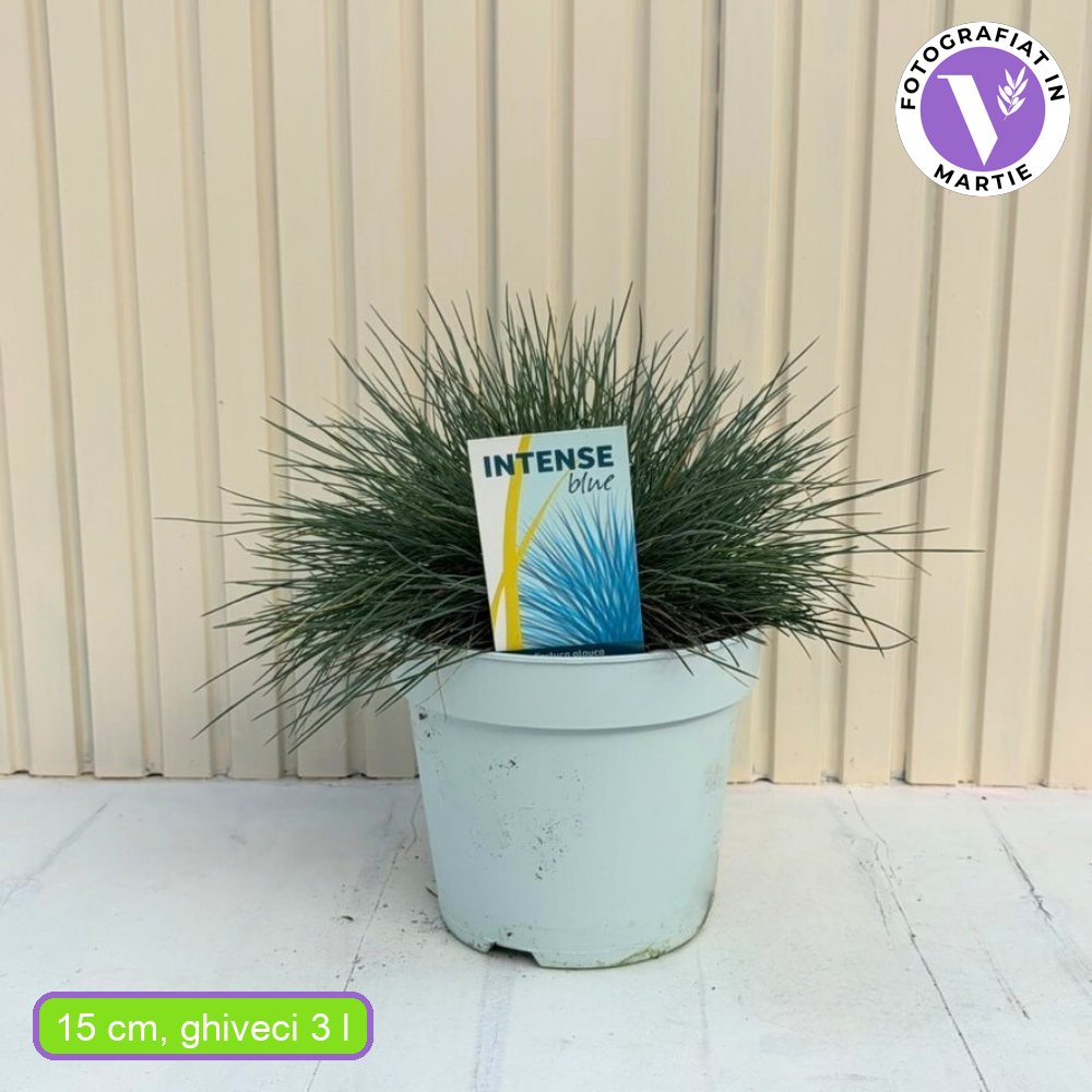 Festuca Glauca (Синя трева) Intens Blue, декоративна трева с интензивносини листа, компактна, идеална за бордюри и скални градини, устойчива на суша