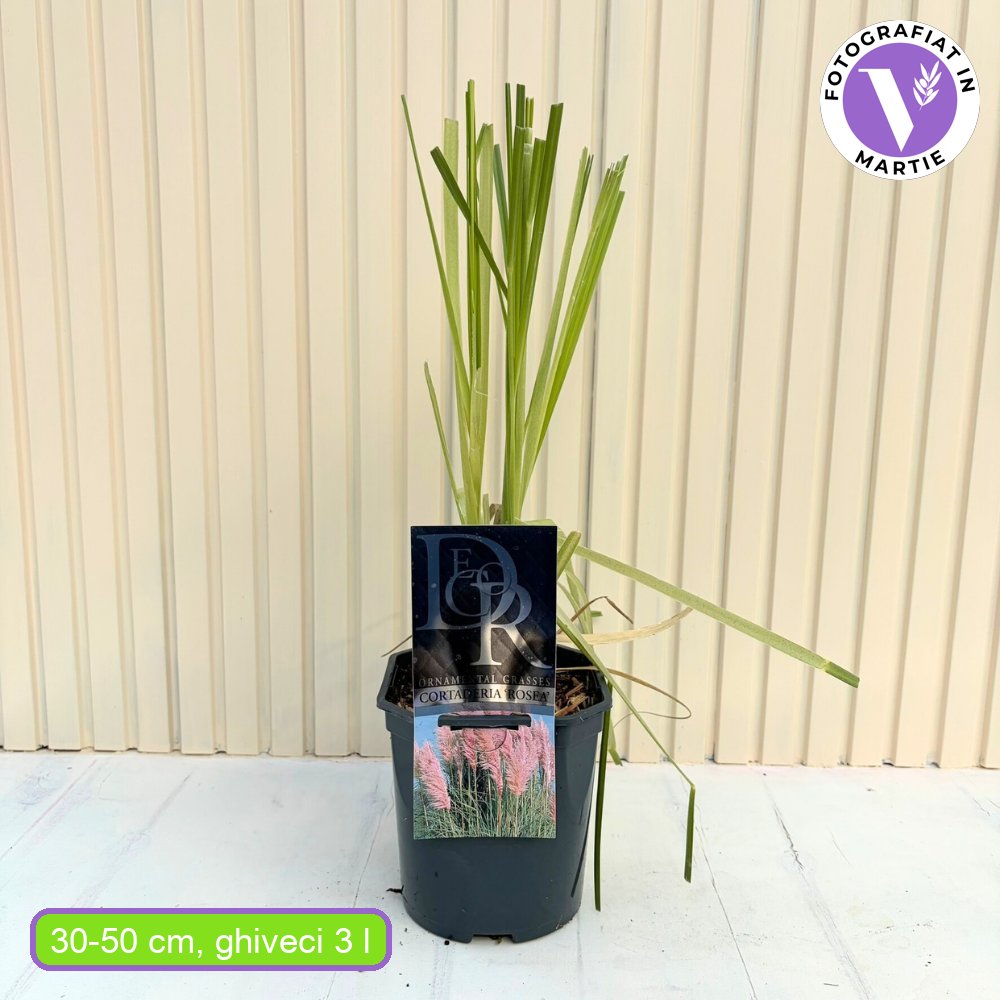 Пампаска трева (Cortaderia) Rosea, декоративна с големи розови класове