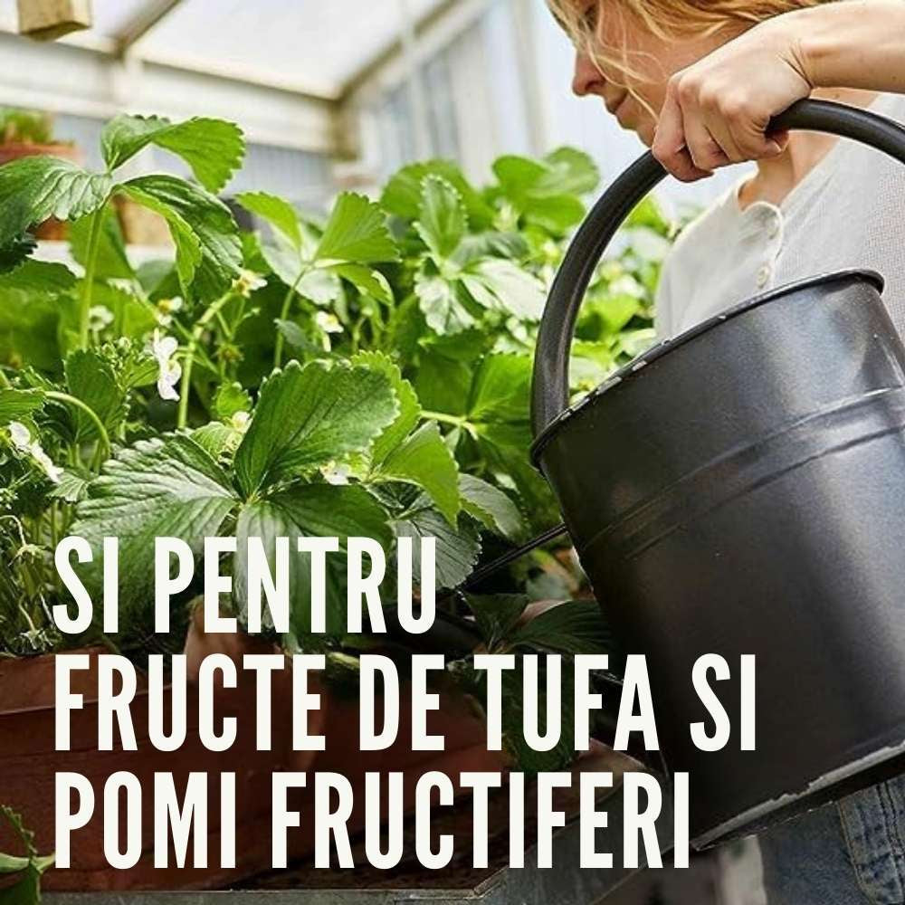 Ingrasamant granulat COMPO pentru fructe de padure si pomi fructiferi, efect de lunga durata 6 luni, 2 kg