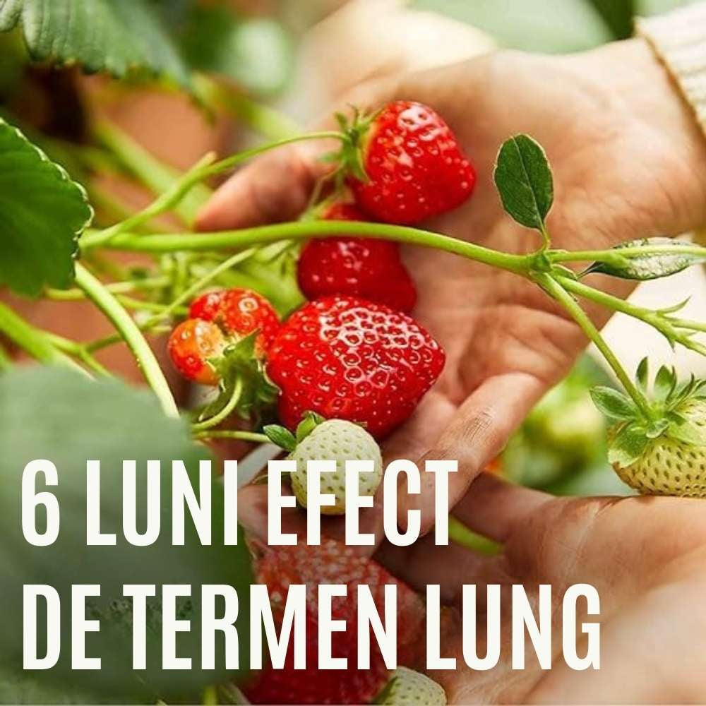 Ingrasamant granulat COMPO pentru fructe de padure si pomi fructiferi, efect de lunga durata 6 luni, 2 kg