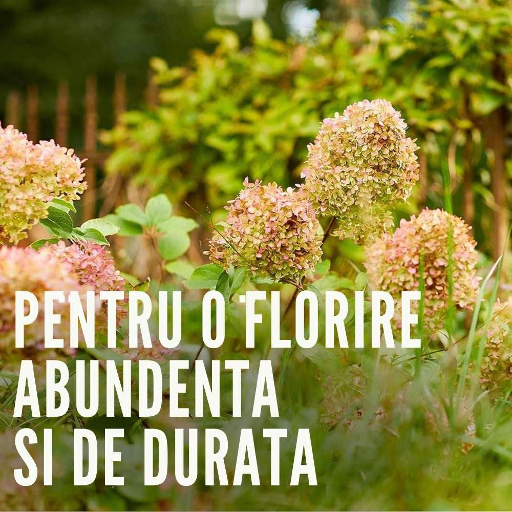 Ingrasamant granulat COMPO pentru plante perene si arbusti ornamentali, efect indelungat 6 luni, 2 kg
