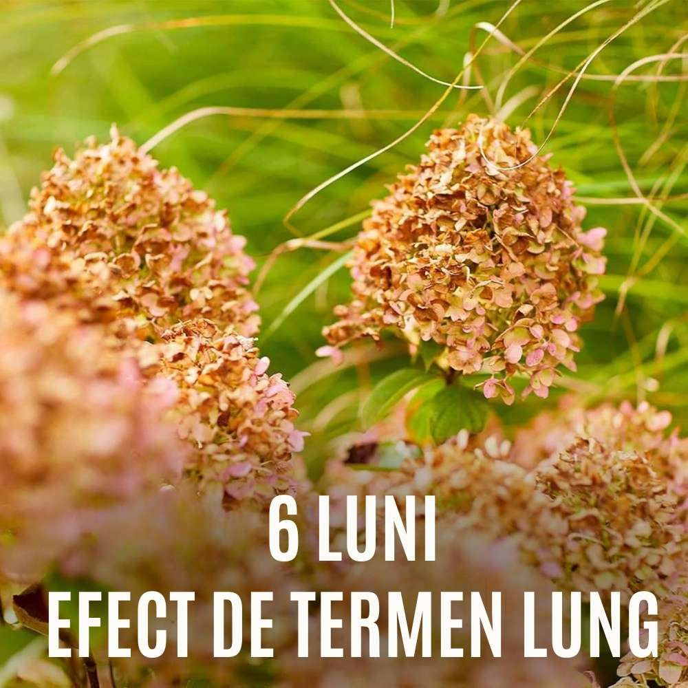 Ingrasamant granulat COMPO pentru plante perene si arbusti ornamentali, efect indelungat 6 luni, 2 kg