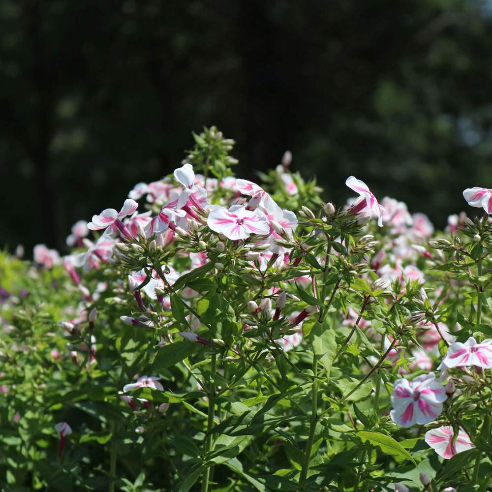 Флокс Phlox paniculata 'Twister' – двуцветни розово-бели ароматни цветя, многогодишно