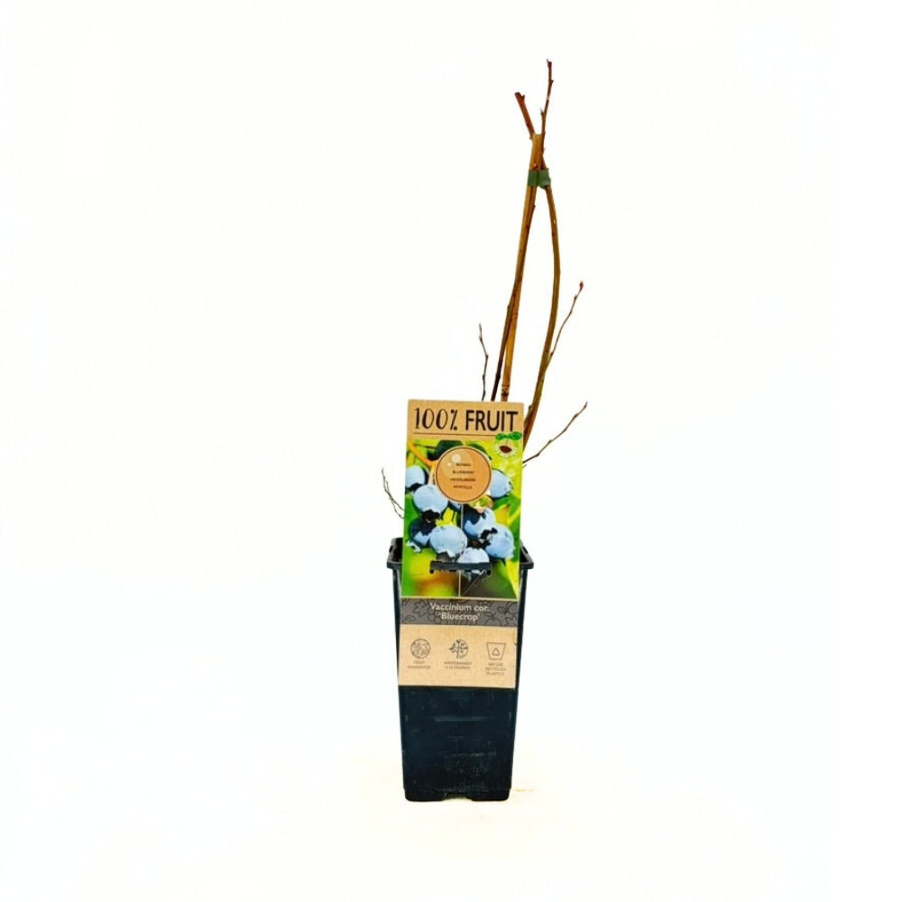Боровинка Bluecrop (Vaccinium corymbosum) – едри сладки плодове, 1-годишно плодоносящо растение