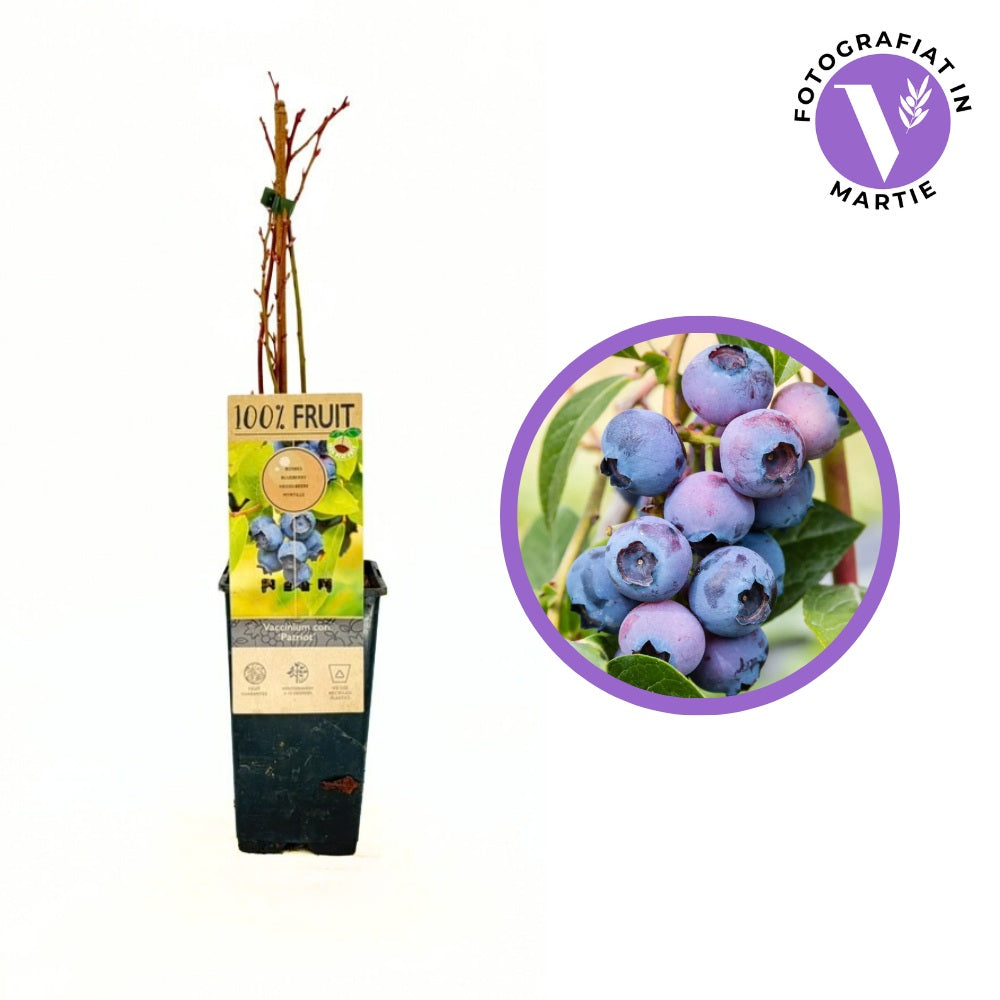 Боровинка Patriot (Vaccinium corymbosum) – сладко-кисели плодове, богата реколта, 1 година на плод