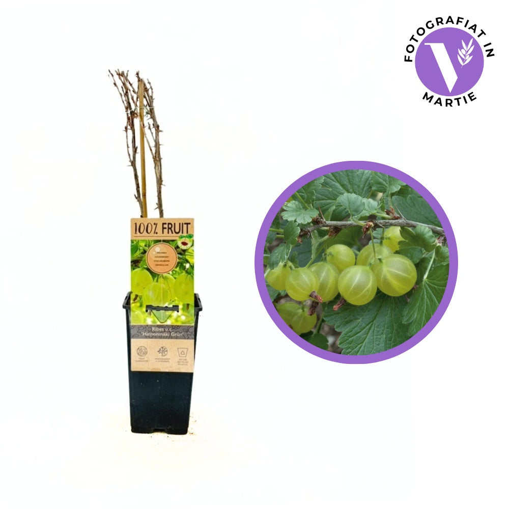 Зелено цариградско грозде Hinnonmaki (Ribes uva-crispa) със зеленикави сладко-кисели плодове, 2-ра година на плододаване.