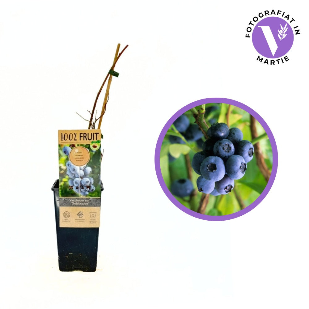 Боровинка Goldtraube 71 (Vaccinium corymbosum) със сладък вкус и приятен аромат, идеална за градината и замразяване, 1-ва година на плододаване.
