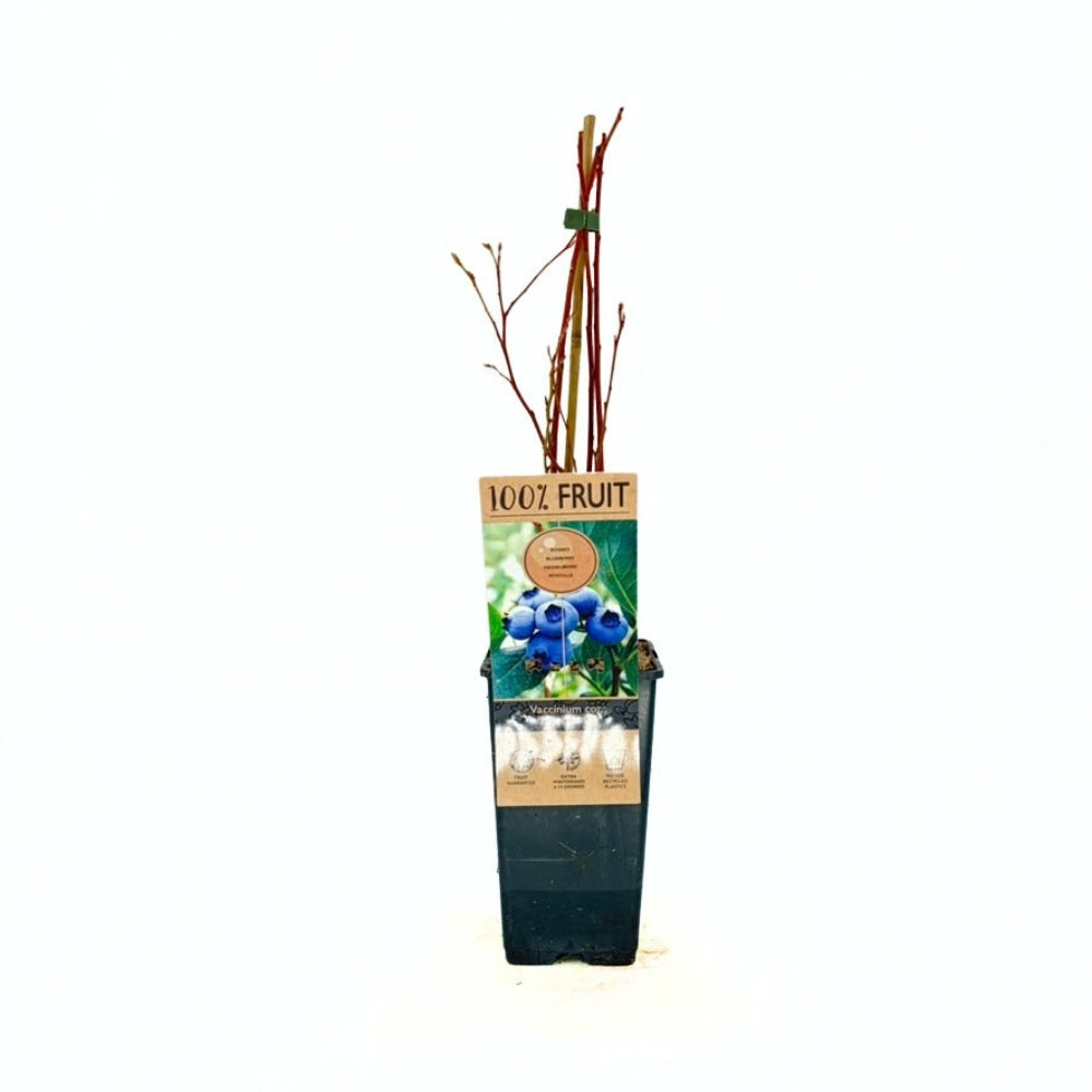 Боровинка Northland (Vaccinium corymbosum) със сладко-кисели плодове и постоянна продукция, 1-ва година на плододаване.