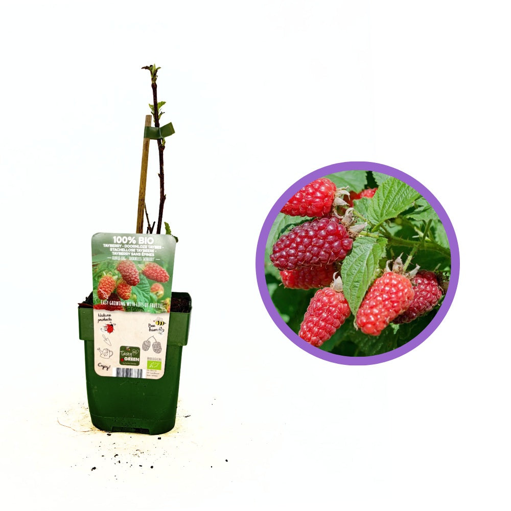 Пълзяща малина Tayberry, с едри плодове и наситено сладък вкус, подходяща за перголи, 1-ва година плододаване