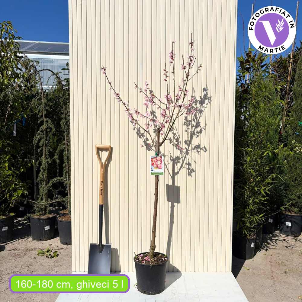 Праскова Saturne (Prunus persica), със сладки жълто-зелени плодове, 2-ра година плододаване