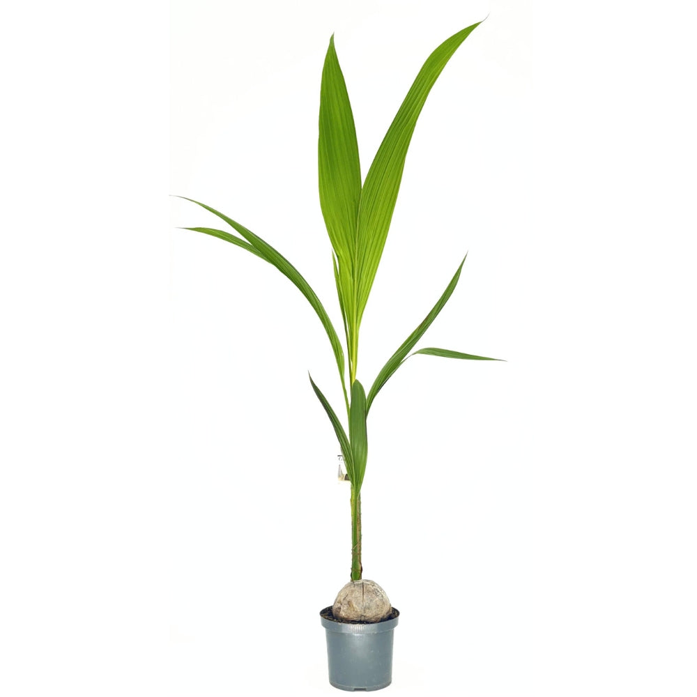 Палма Кокосова (Cocos nucifera) – екзотична стайна палма с дъговидни листа – 160 см