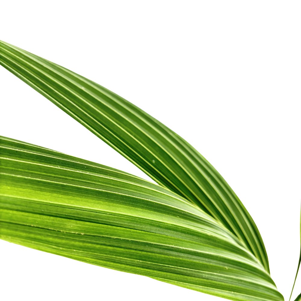 Палма Кокосова (Cocos nucifera) – екзотична стайна палма с дъговидни листа – 160 см
