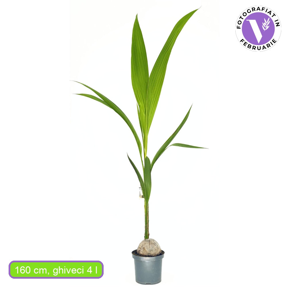 Палма Кокосова (Cocos nucifera) – екзотична стайна палма с дъговидни листа – 160 см