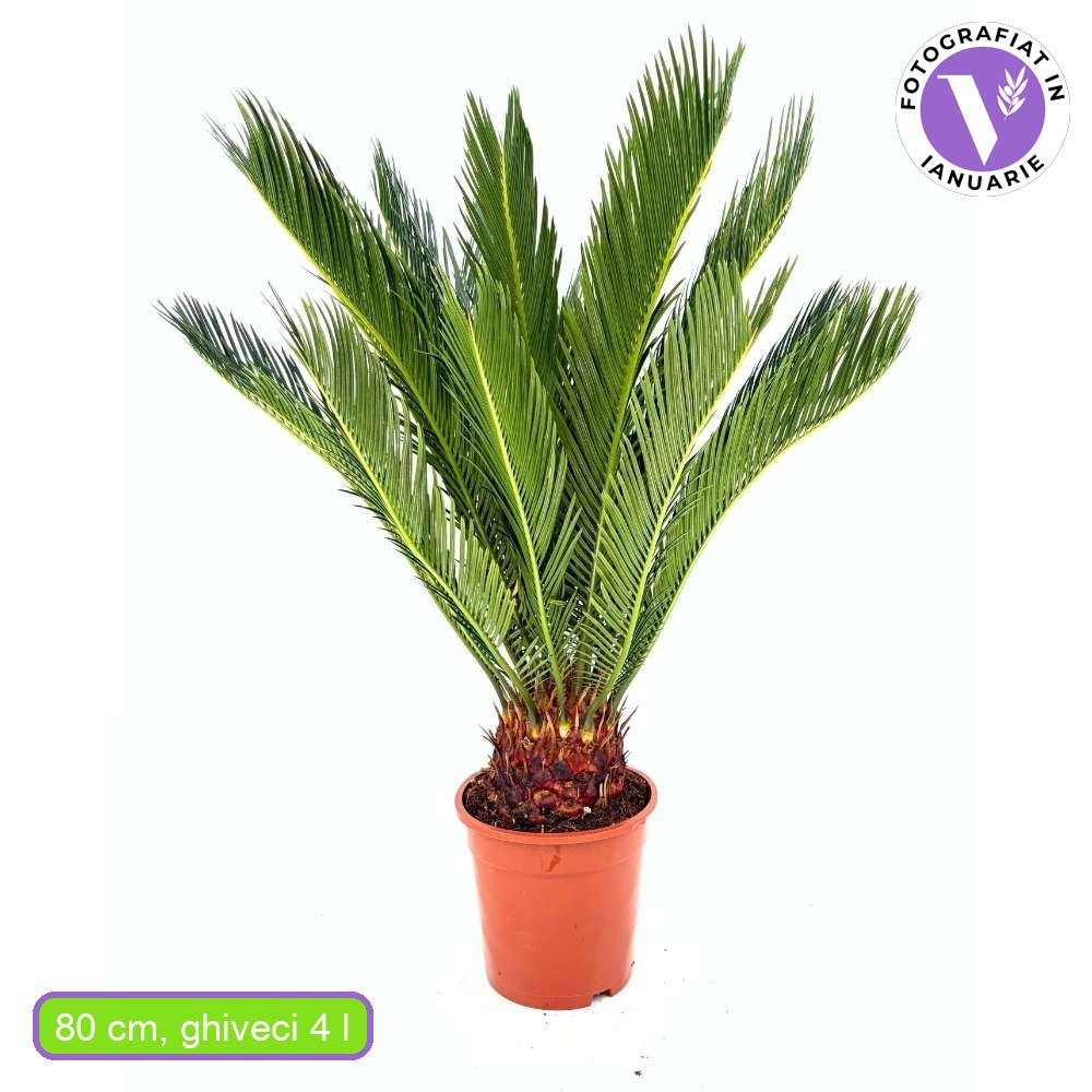 Цикас Cycas Revoluta 80 см – екзотична стайна палма с твърди зелени листа