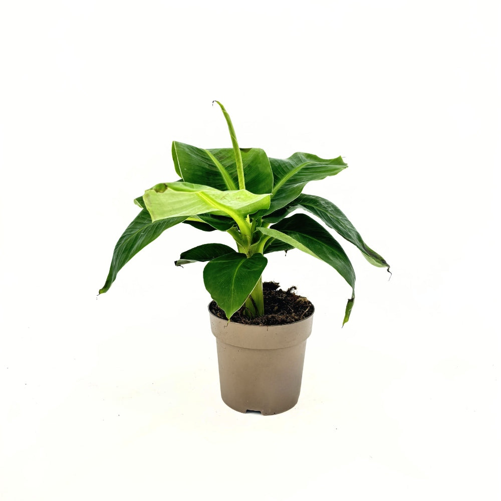 Банан (Musa Tropicana), 45 см – едролистно тропическо растение за екзотичен интериор