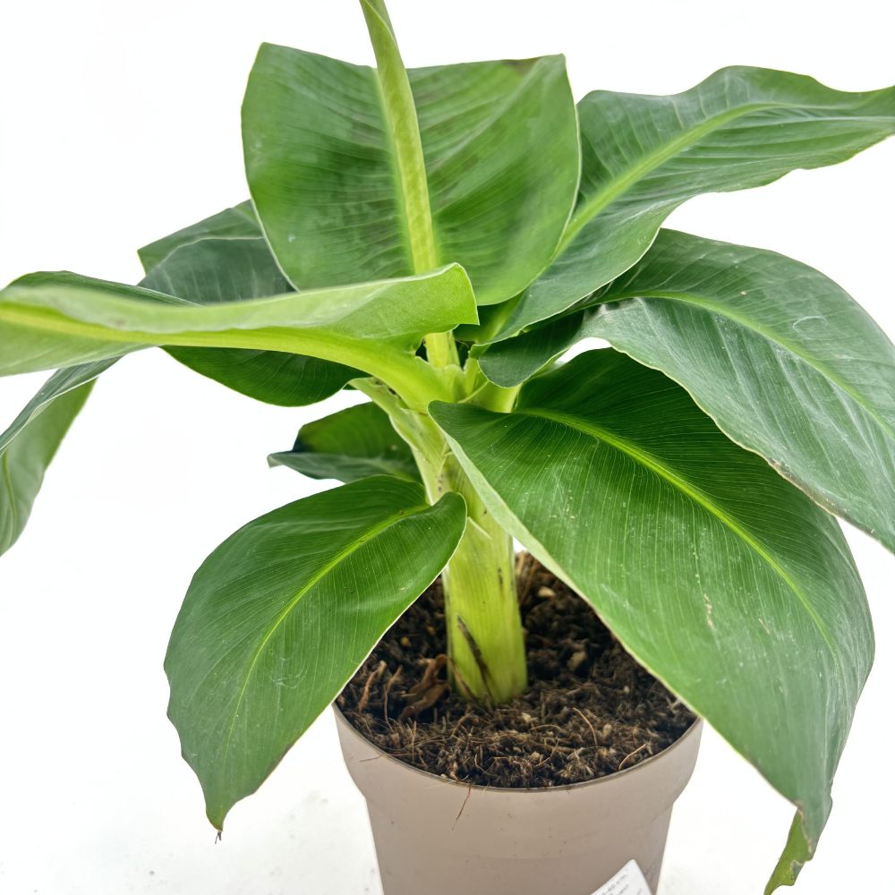 Банан (Musa Tropicana), 45 см – едролистно тропическо растение за екзотичен интериор