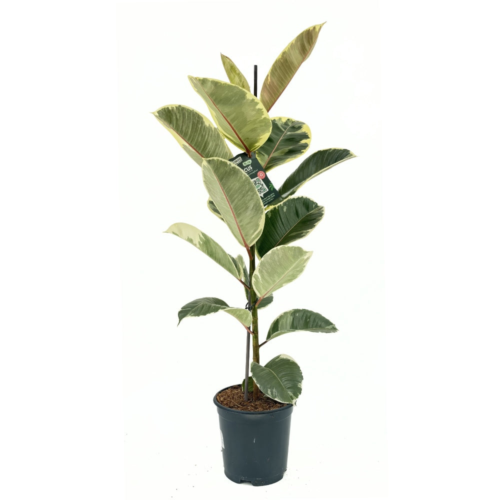 Каучуково дърво Ficus Elastica 'Tineke' – пъстролистна стайна красавица, 85 см