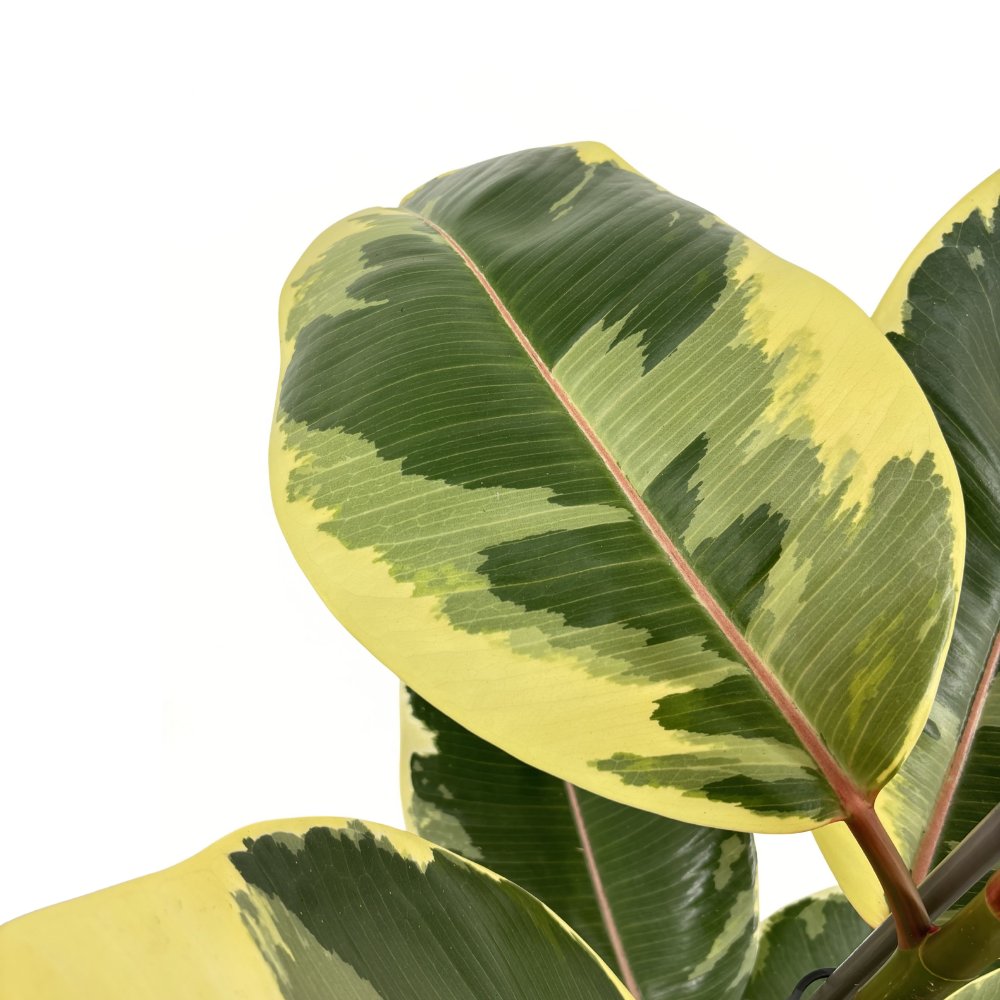 Каучуково дърво Ficus Elastica 'Tineke' – пъстролистна стайна красавица, 85 см