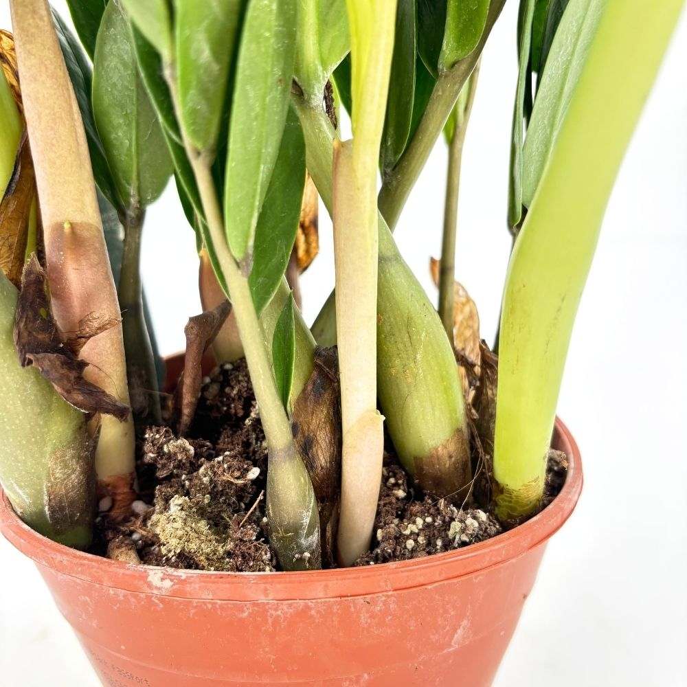 Planta Norocului (Zamioculcas Zamiifolia), 60-70 cm, 3 plante/ghiveci, planta de apartament cu frunze suculente, rezistent umbra, rezistenta, udare rara, 3 plante/ghiveci