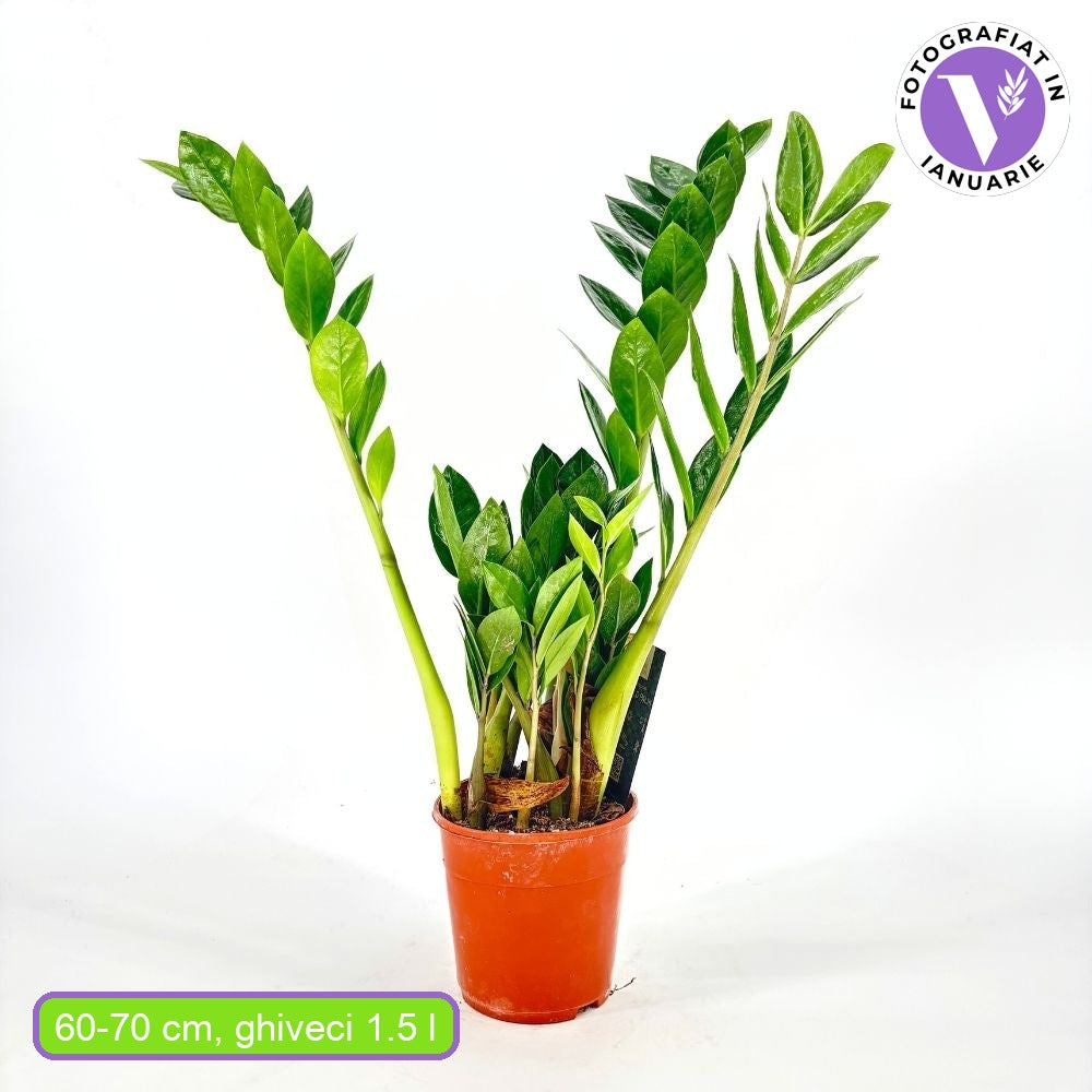 Растение на Късмета (Zamioculcas Zamiifolia), 60–70 см, 3 растения/саксия – стайно растение с месести листа