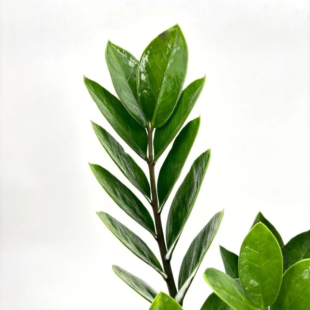 Planta Norocului (Zamioculcas Zamiifolia), 40-50 cm, 4 plante/ghiveci planta de apartament cu frunze suculente, rezistent umbra, rezistenta, udare rara