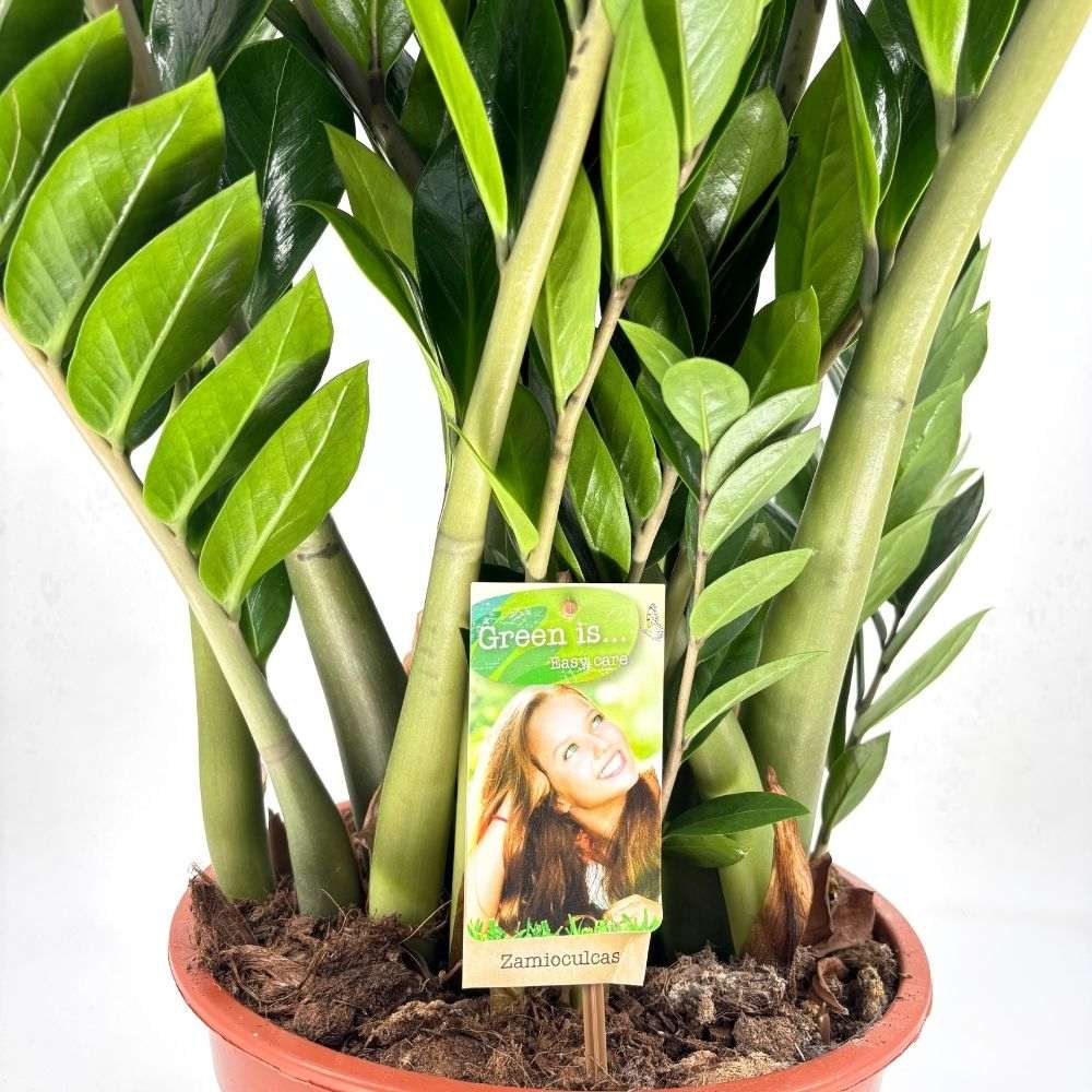 Planta Norocului (Zamioculcas Zamiifolia), 120 cm, planta de apartament cu frunze suculente, rezistenta umbra, rezistenta, udare rara