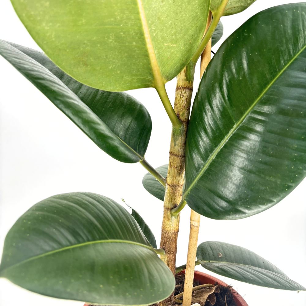 Каучуково дърво (Ficus Elastica Robusta), 110–120 см – стайно растение с големи лъскави листа