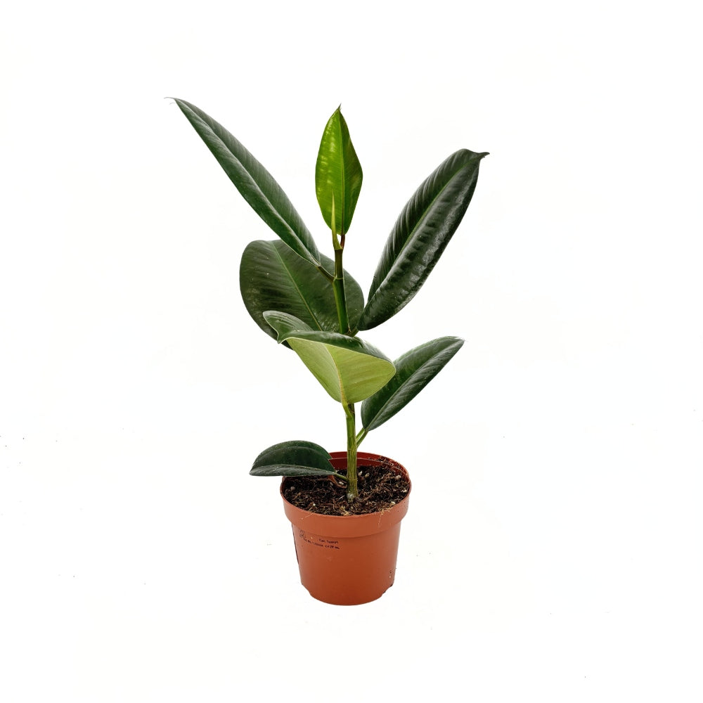 Каучуково дърво (Ficus Elastica Robusta), 40 см – стайно растение с големи овални лъскави листа