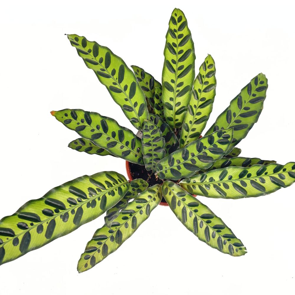 Молещо се растение, Калатея Insignis (Lancifolia), вълнообразни листа с екзотичен рисунък, лилав гръб, тропически акцент - 50 см