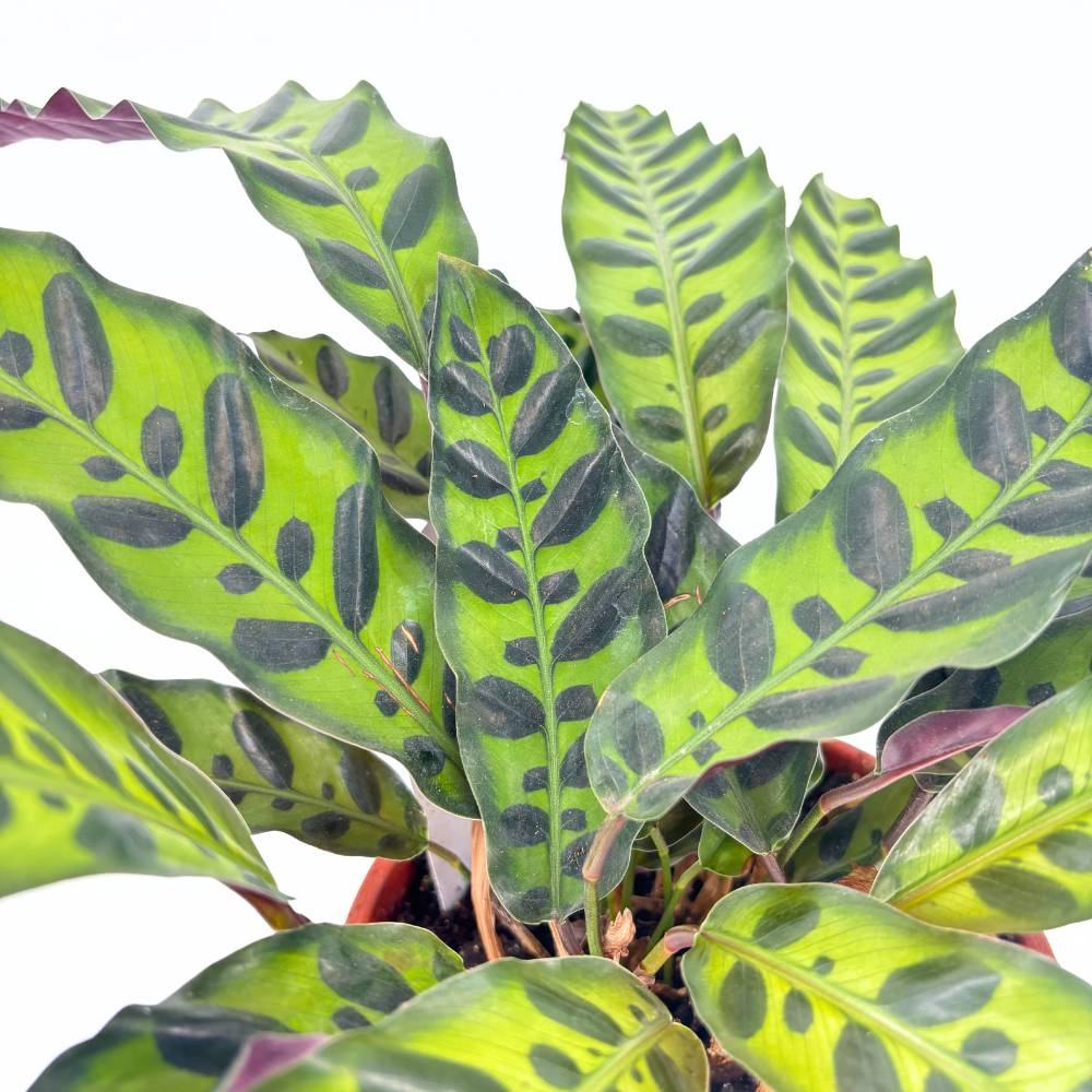 Молещо се растение, Калатея Insignis (Lancifolia), вълнообразни листа с екзотичен рисунък, лилав гръб, тропически акцент - 50 см