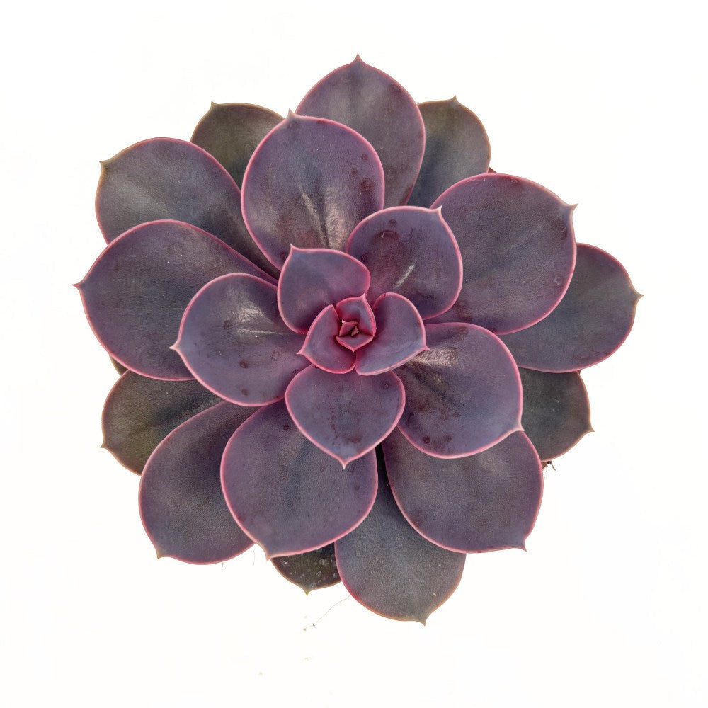 Сукулент Purple Pearl, 10–15 см – розово-лилава перлена розетка за интериор