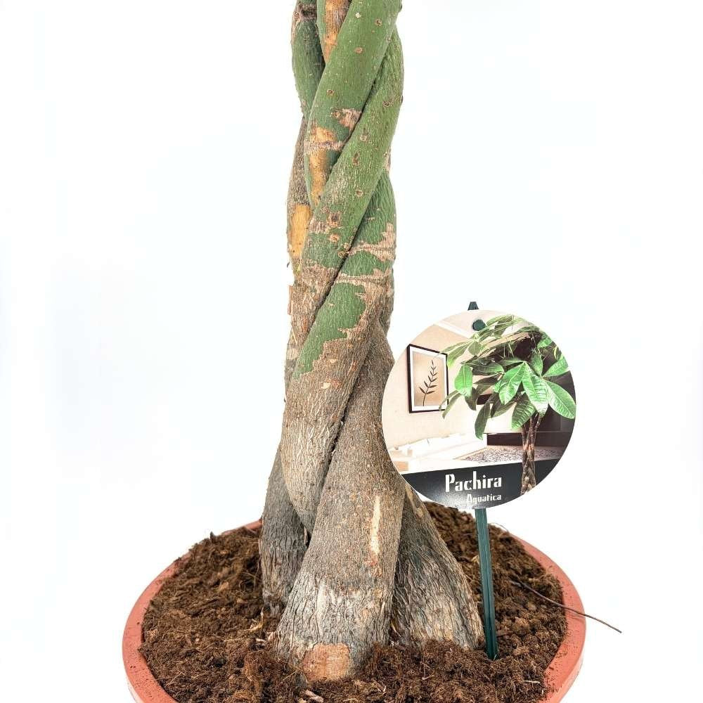 Arborele Banilor (Pachira Aquatica), cu tulpina Impletita, planta de interior norocoasa, purificatoare de aer - 150-160 cm